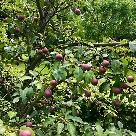 Villa Landhuisje Ter Heide - Charming With Hottub De Moer